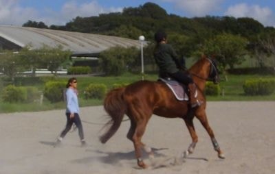 会員様のレッスンや担当馬の運動
