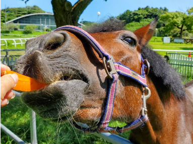 にんじんポニー
