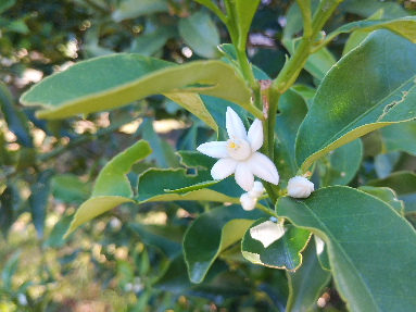 つま恋乗馬倶楽部の夏